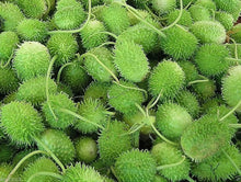 Krymson Svyt Anguria Seeds for home growers seeking a reliable harvest