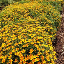 Tangerine Gem Marigold Seeds for gardeners building out beds and borders