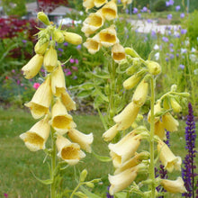 Purpurea Yellow Foxglove (Digitalis) Yellow Seeds for reliable seasonal color