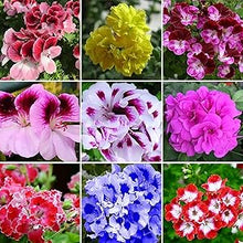 Garden Geranium Pelargonium zonale flower seeds for home garden pots and balcony planting