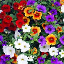 Calibrachoa Seeds (Parviflora hanging) for growers filling out the Calibrachoa basket flower bed