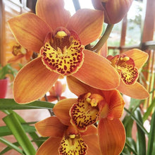 Cymbidium Orchid Seeds for gardeners building out beds and borders
