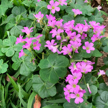 Oxalis Seeds (Oxalis spp.) for growers seeking a long-blooming display