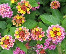 Lantana Seeds (Lantana camara) for colorful blooms in the Flower Bed & Garden
