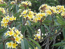 Plumeria Rubra Seeds for growers seeking a long-blooming display