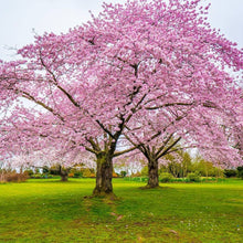 Japanese Sakura Bonsai Cherry Blossom Seeds for sweet homegrown fruit in the Outdoor Garden