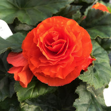 Begonia Begonia tuberhybrida Nonstop Red flower seeds for planting in home garden or shaded containers - for planting in home garden