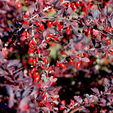 Berberis Thunbergii Tree Seeds for a lasting addition to the landscape