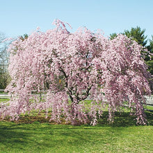 Bonsai Pink Dwarf Cherry Seeds (Prunus spp.) for sweet homegrown fruit in the Flower Bed