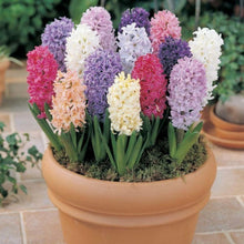 Hyacinth Seeds (Hyacinthus spp.) for seasonal color across the Flower Bed