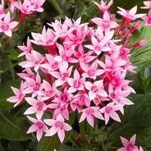 Mixed Pentas Seeds (Pentas lanceolata) for growers filling out the Flower Bed & Garden