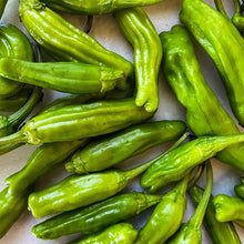 Shishito Pepper Capsicum annuum seeds for planting in urban garden