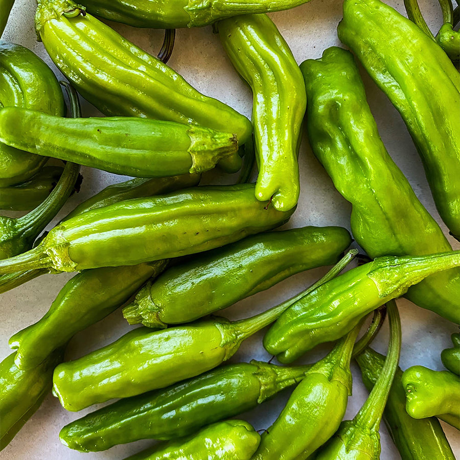 Shishito Pepper Capsicum annuum seeds for planting in urban garden