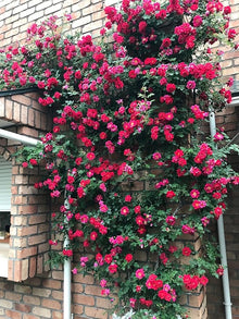 Climbing Rose Seeds for vertical growth across the Home & Garden