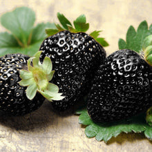 Black Strawberry Seeds for a homegrown harvest from the Fruit Garden & Bonsai