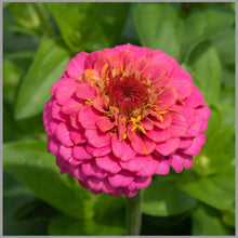 Zinnia Elegans Dreams of Flowers Plant Seeds for growers seeking a long-blooming display