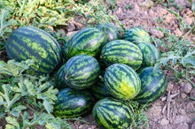 Mixed Watermelon Seeds (Citrullus lanatus) for productive rows in the urban garden home garden