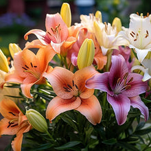 Daylily Seeds (Hemerocallis spp.) for a bright addition to the Flower Bed