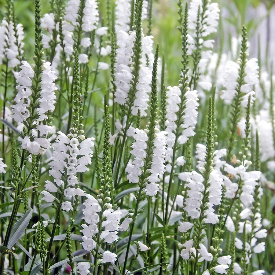 Obedient Plant Physostegia Virginiana White seeds