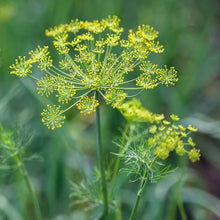 Endive Cichorium Endivia Batavian Leafy Seeds for seasonal color across the Market Gardens