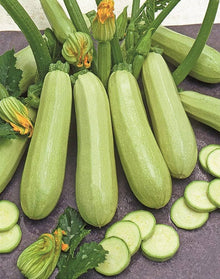 Grey Zucchini Squash Seeds for growers stocking the Organic Non-GMO Vegetable Garden