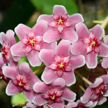 Hoya Carnosa Mix Seeds valued for potted Flowering Houseplants