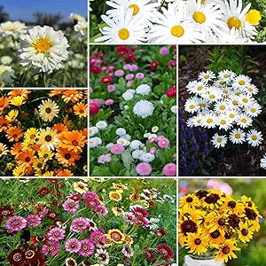Daisy Bellis Perennis Crazy Mixed Flower Seeds for Planting – Colorful Blooms for Seasonal Gardens and Containers