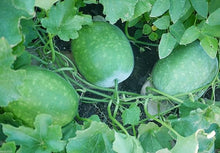 Winter Melon Seeds (Benincasa hispida) for a fresh homegrown crop from the Vegetable Patch
