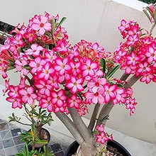 Adenium Desert Rose Mixed Colors Succulent Flower - for planting in home garden