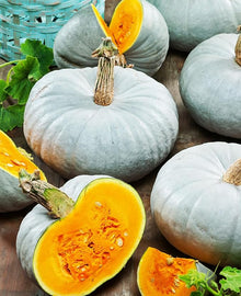 Pumpkin Seeds for home growers seeking a reliable harvest