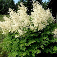 Dwarf Goat’s Beard Seeds (Aruncus dioicus) for seasonal color across the Flower Bed & Shade Garden