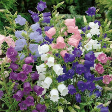 Canterbury Bell Heirloom Seeds for a bright addition to the Garden