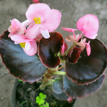 Begonia Hardy Grandis Perennial Seeds (Begonia grandis) for colorful blooms in the flower beds and shady gardens