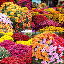 Chrysanthemum Chrysanthemum Morifolium perennial flower Seeds for seasonal color across the home landscape and flower garden areas