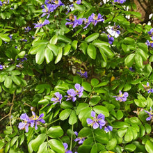 Lignum Vitae Seeds (Guaiacum sanctum) for a bright addition to the Tropical Garden
