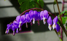 Dicentra Spectabilis Seeds (Dicentra spectabilis) for seasonal color across the home garden flower bed