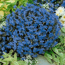 Lobelia Blue Wings Seeds grown for vibrant Blue Flowers
