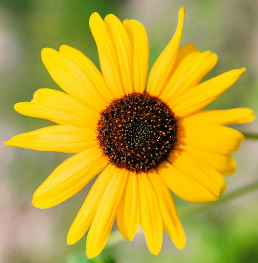 Black Eyed Susan - for planting in home garden