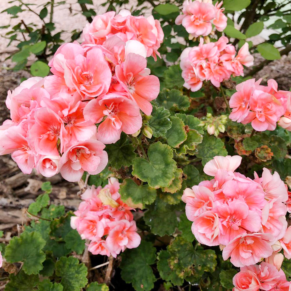 Saturn deep salmon geranium Pelargonium × hortorum flower seeds for planting in indoor pots - for planting in home garden