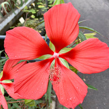 Red Giant Texas Star Hibiscus Seeds for seasonal color across the home garden flower bed