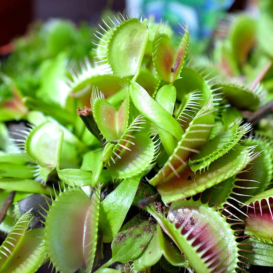 Venus Flytrap Dionaea muscipula carnivorous plant seeds for indoor pots and home gardens - for planting in home garden