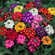 Verbena Obsession Perennial Seeds for a bright addition to the Vibrant Garden Blooms