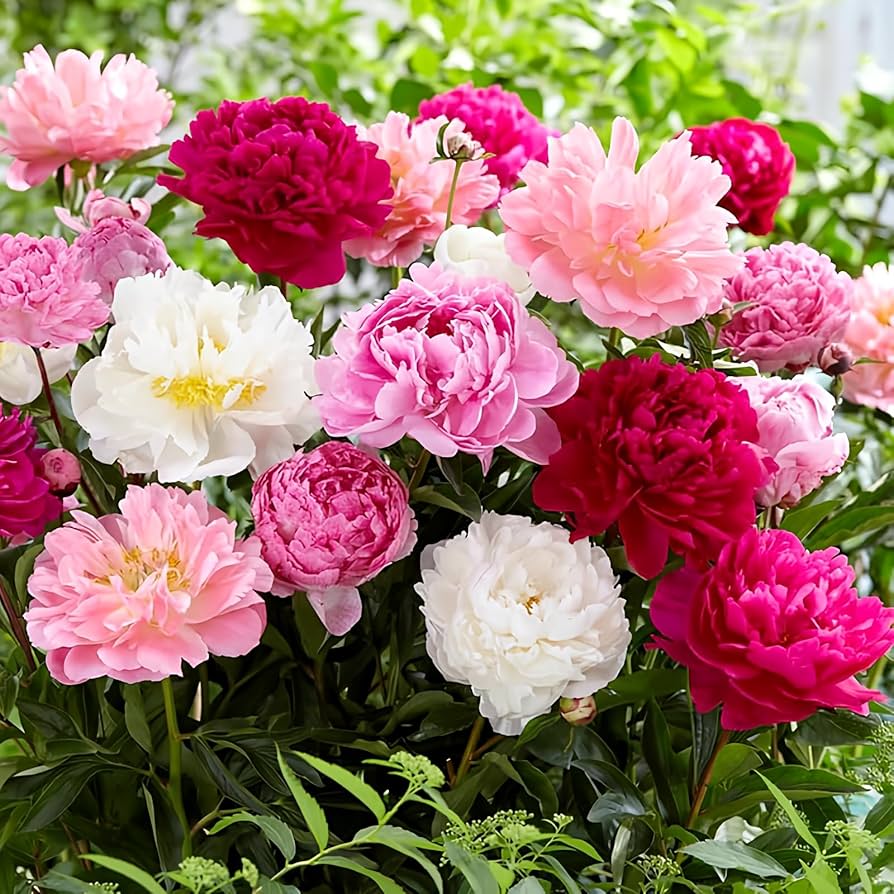 Paeonia peony bonsai seeds for flower bed and mixed color garden