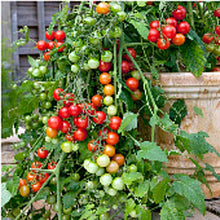 Lizzano F Tomato Seeds for home growers seeking a reliable harvest