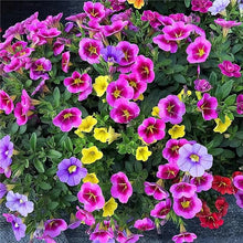Petunia Petunia Hybrida Different Color Seeds for a lasting display in the Hanging Garden Borders