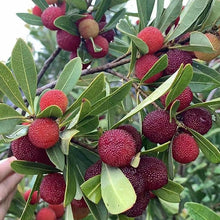 Myrica Pennsylvanica Nord Bayberry Seeds for growers seeking a long-blooming display