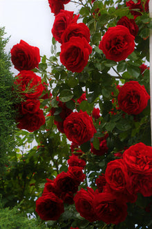 Rose Tree Rosa Chinensis Red Seeds for a lasting addition to the Balcony Pot Garden