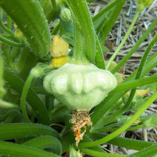 Bennings Green Tint Scallop Summer Squash Seeds known for heirloom Harvests
