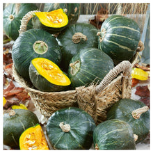 Buttercrop Burgess Winter Squash Seeds known for rich, Nutty Flavor