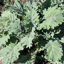 Kale Seeds for a productive addition to the vegetable patch